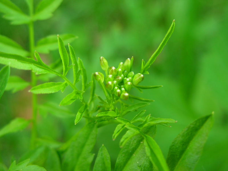 Cardamine impatiens / Billeri comune